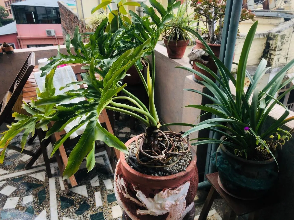 ** 酒店 花彩酒店 加德满都 尼泊尔